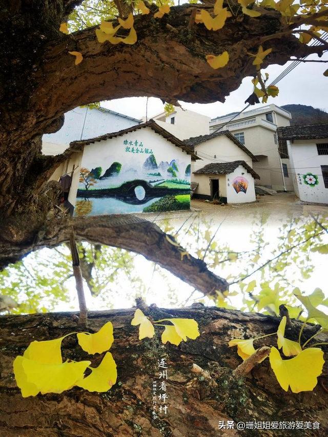 粤北小城连州：5棵千年银杏树，低调小众，等懂它的人前来赴约