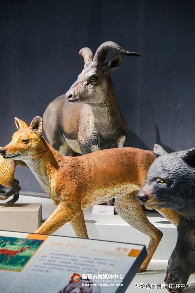 遇见•临夏丨金秋看展 与临夏文博来一场跨越时空的“对视”