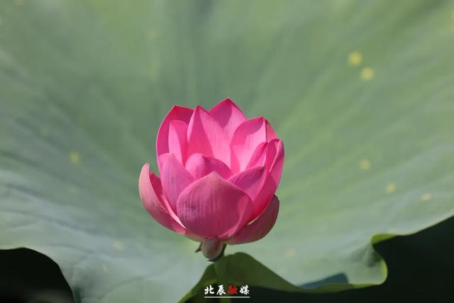 下映后，哪吒“六遛”北辰！说了啥？