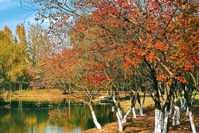 西安城区4个绝美秋景打卡地！