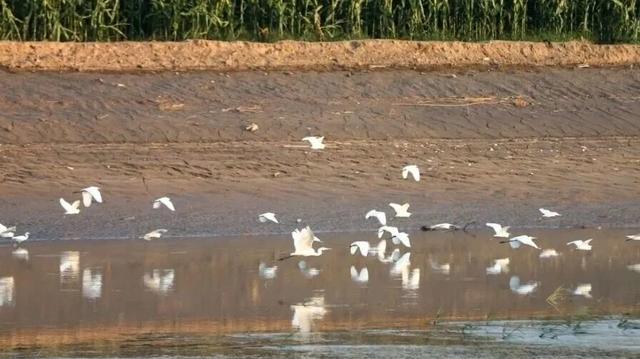 秋深景更美!运城最绚烂时刻到了!