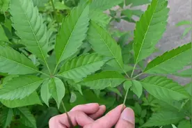 农村植物黄荆，枝叶制茶称“解暑王”，它有哪些用途与价值呢？图片