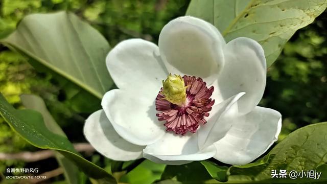 两次本溪南岭徒步记｜高山草甸，湖池松林，我被南岭种草