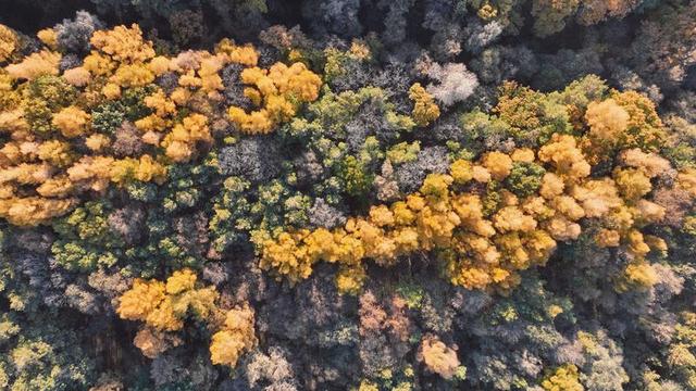 长春的秋天，有一幅油画叫做“净月潭”