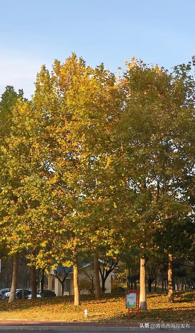 “暂停”秋天,西海岸这8条道路落叶缓扫!