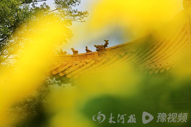 周口：重阳赏菊正当时 千年古陵飘菊香