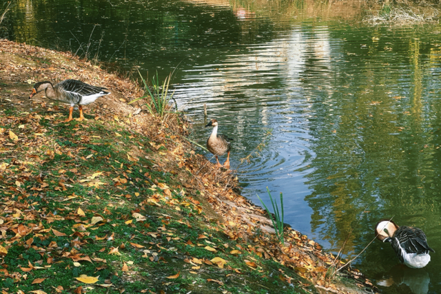 西安城区4个绝美秋景打卡地！