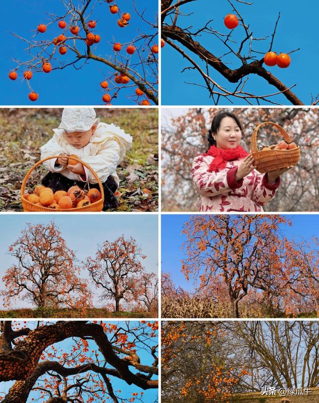陕西彬州柿子火出圈，千万级流量，引来全国游客打卡