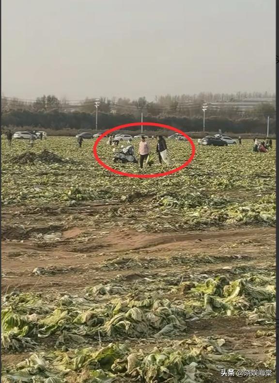 200亩白菜遭哄抢后续：损失超百万，菜农发声，更过分的还在后面
