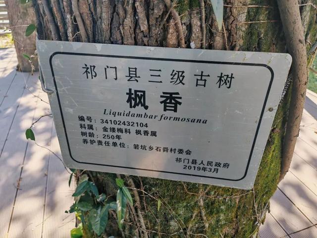 骑行赏枫、古村寻秋……被祁门的「枫景」治愈啦！| 皖美秋日