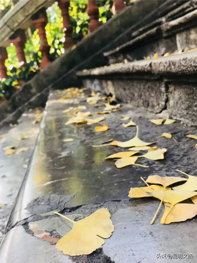 跟着赛事游昆明｜昆明金色信号已满格！这份“市区寻金图鉴”带你解锁冬日温柔