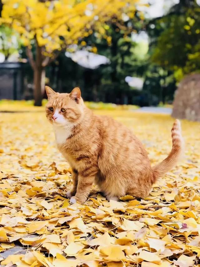 博物馆秋之旅丨赏景读史，秋光中与这四家纪念馆邂逅——