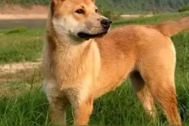 集市简单且实用的选土狗技巧，一看二摸三上手，你了解多少？上集图片