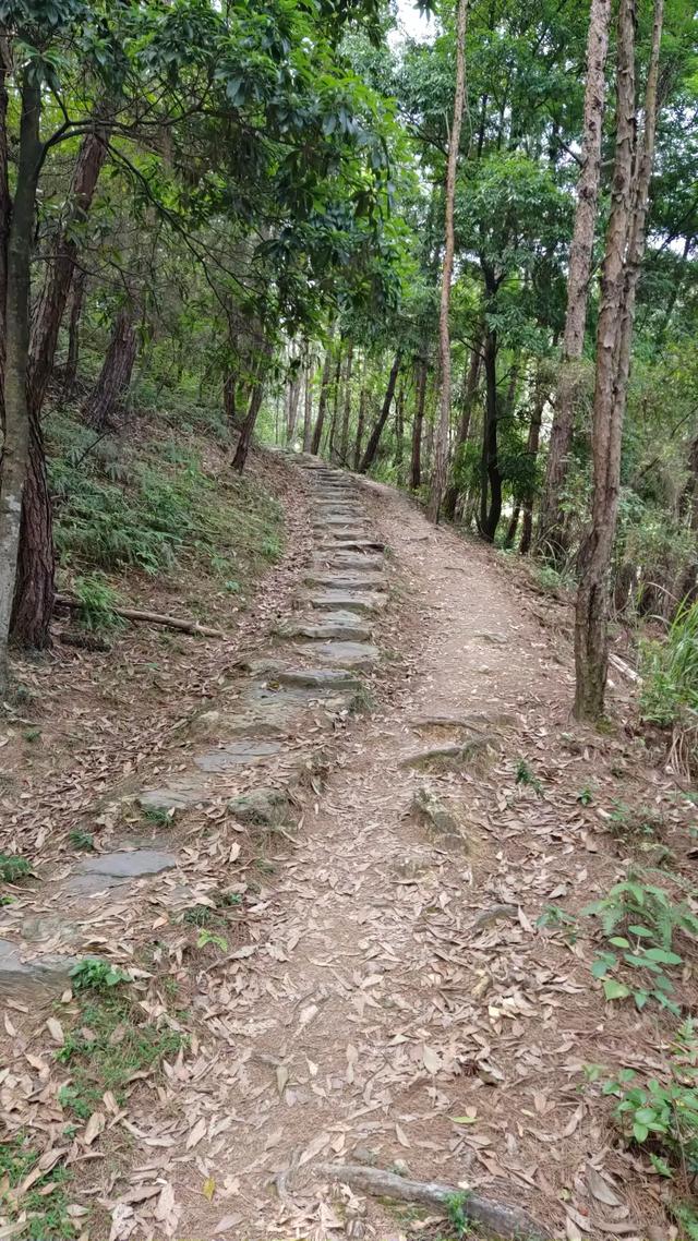 客天下与泮坑之间，登山古道旁一树多胎的诡异现象，期待专家解密