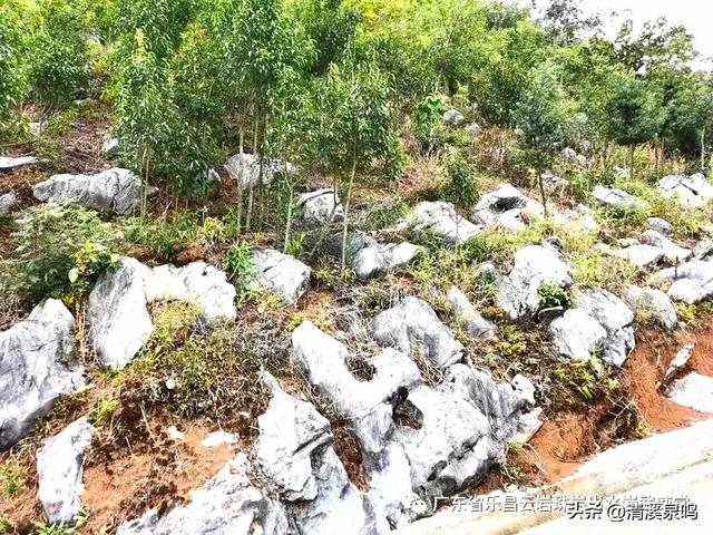 云岩青莲记