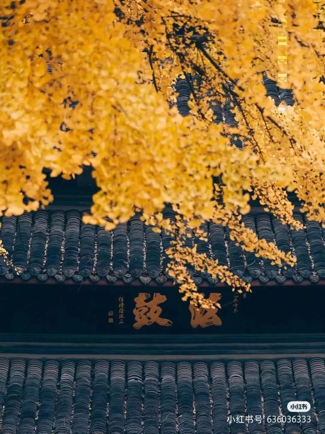 地铁直达！免费！成都20个绝美赏秋地，银杏水杉梧桐红枫限时上演！就在家门口！