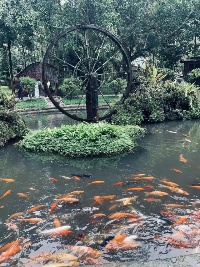 莫里热带雨林好风光