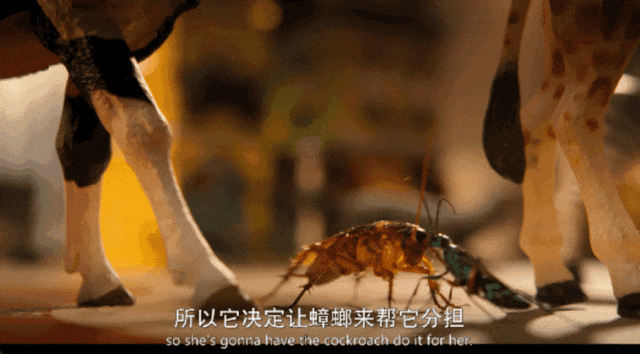 内娱男星讲荤段子，居然拿下豆瓣8.9