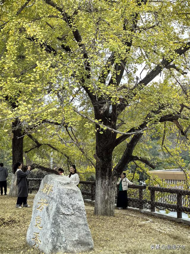 冬日，兄弟一同看古银杏（二）