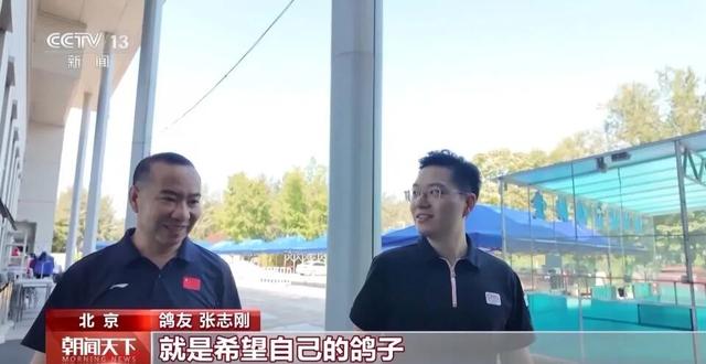 九三阅兵8万只和平鸽都已回家，一鸽友称40只鸽子参与阅兵：最快20分钟回家，回归率100%