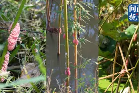 抚州多处水域惊现“粉红葡萄串”？是福寿螺的卵 有毒！图片
