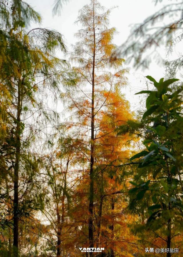 发现深圳“阿勒泰”这些机位的人，真是天才！