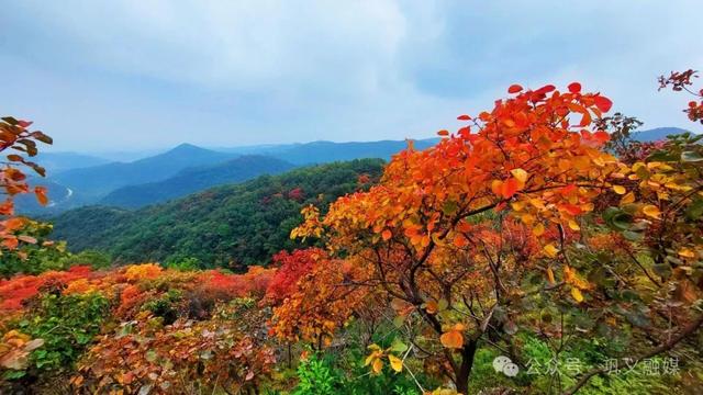 巩义这座山“红透了”!