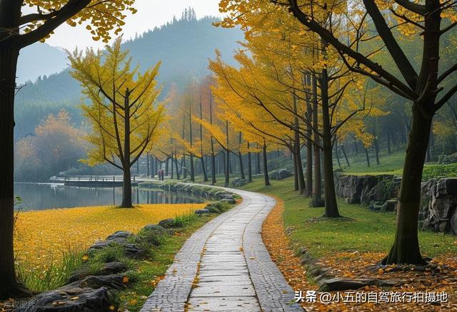 富阳秋季自驾攻略：66KM 赏银杏乌桕，2025 杏会路线全落地