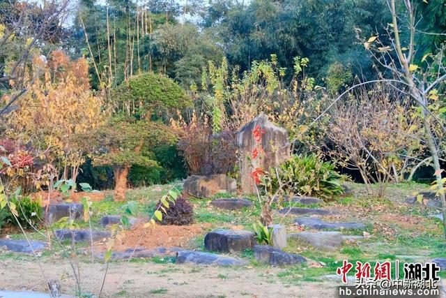 武汉东湖梅园将于1月1日开园