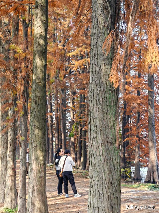 涢水湿地迷人红杉林 冬日画卷中的生态诗篇