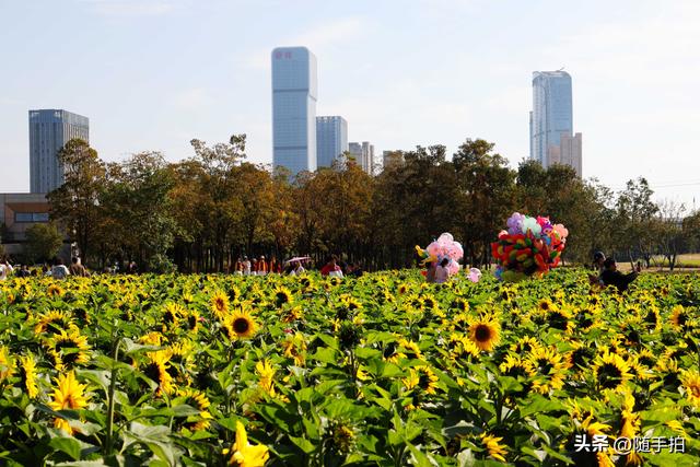 出站即入画，江苏苏州花桥地铁站向日葵花海浪漫触手可及