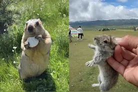 鼠疫警告！抓鼠兔，摸土拨鼠，不要命啦？图片