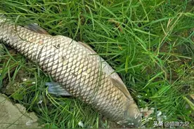 什么？你们都还不知道，我们常吃的几样菜，才是钓草鱼最好的饵料图片