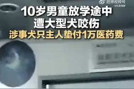 10岁男童放学途中遭大型犬咬伤 涉事犬只主人垫付1万医药费图片