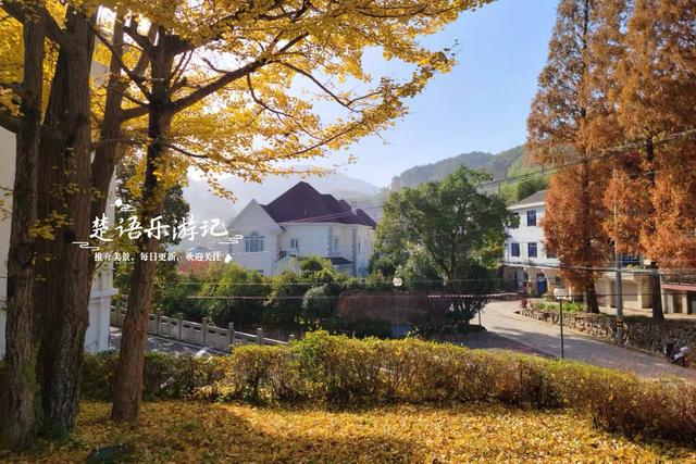 浙江宁波的千年古村，银杏红枫相映堪比油画，梯田茶园比画还要美
