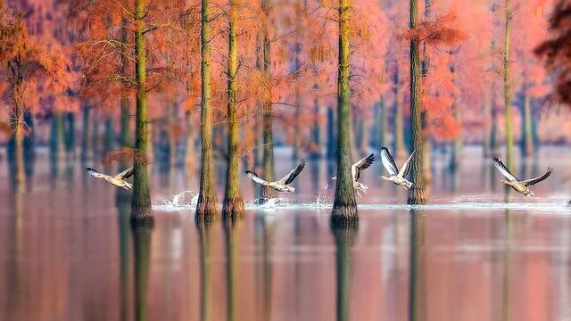 高铁1h！比西安秀美！这座千年古都秋色绝了！高光仅20天！