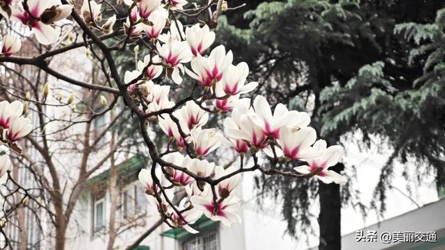 城事新探 | 太子湾郁金香上线，樱花、玉兰争相绽放，杭城这里“含春量”100%🤩🤩🤩