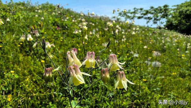 两次本溪南岭徒步记｜高山草甸，湖池松林，我被南岭种草