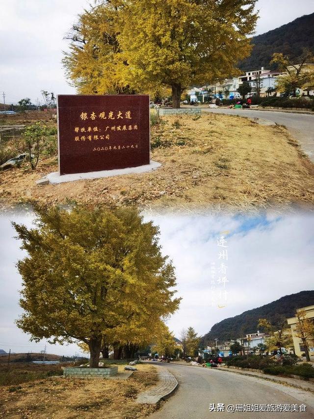粤北小城连州：5棵千年银杏树，低调小众，等懂它的人前来赴约