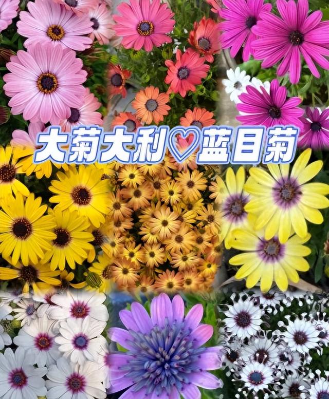 阴花不能进阳宅！这5种花“打死”也不养，家里若有？快挪走！