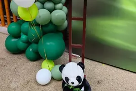 “熊生”大事！重庆动物园为莽灿灿举办认养仪式图片