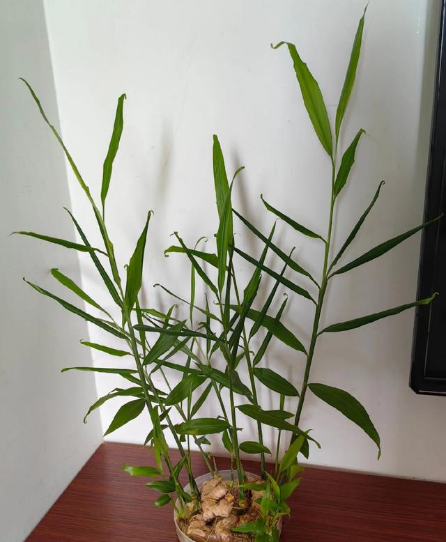 北京一姑娘“把生姜当绿植”养在客厅走红，网友：好美，好高级~