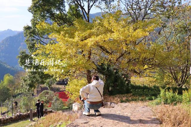 浙江宁波这片风景又火了，银杏林开始进入最佳观赏季，千万别错过