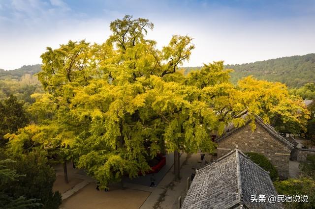 十大银杏观赏地之一的山东浮来山真的黄了！