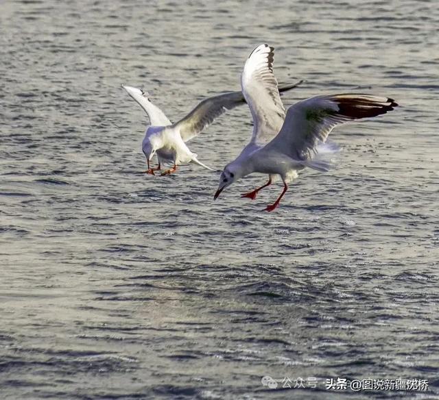 【塔里木河的记忆】康拉克湖，沙在湖中、湖在沙中