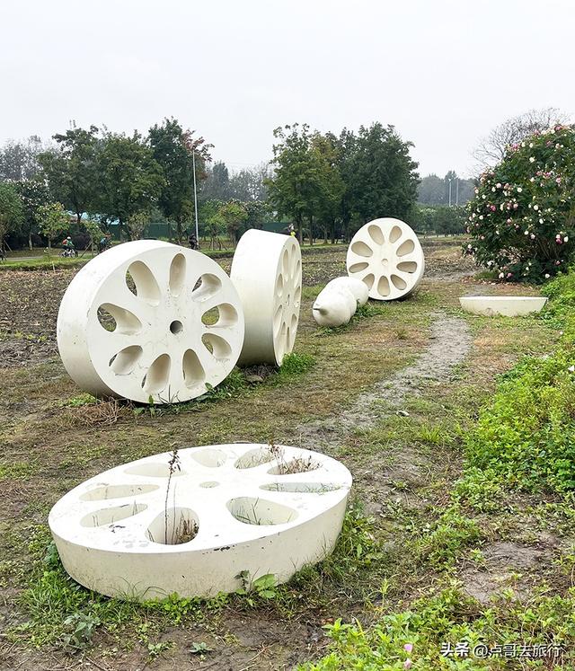 成都市区最美芙蓉花，王者风范，植物迷宫更是惊艳，不要门票！