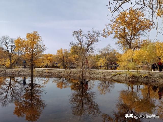 金塔胡杨林