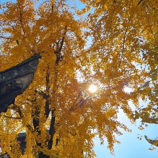 美景、品美食，来歙县，遇见一场“秋意浓”丨第十五届安徽国际文化旅游节