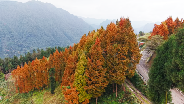 去邛崃！赴一场暖阳与山间的私语