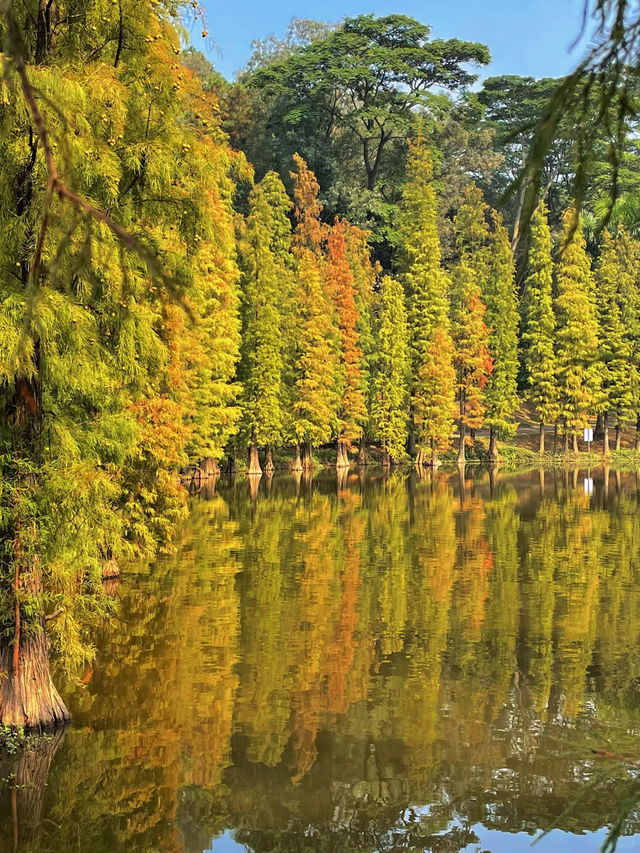 趣游周末丨佛山落羽杉地图！解锁色彩斑斓的绝美秋天！
